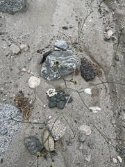 Atrichoseris platyphylla