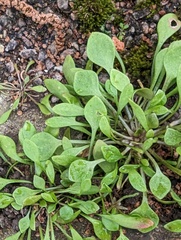 Claytonia perfoliata