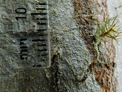 Phlyctis boliviensis