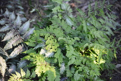 Athyrium