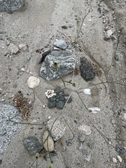 Atrichoseris platyphylla