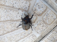 Diloboderus abderus