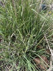 Equisetum laevigatum