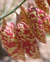 Astragalus ceramicus