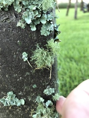 Ramalina willeyi