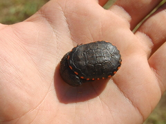 Acanthochelys spixii