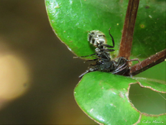 Camponotus arboreus