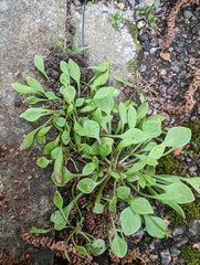 Claytonia perfoliata