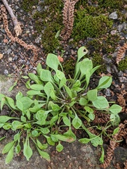 Claytonia perfoliata
