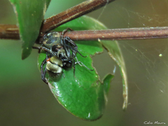 Camponotus arboreus