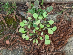 Claytonia perfoliata