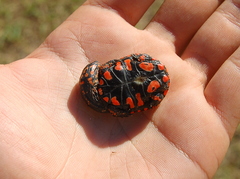 Acanthochelys spixii