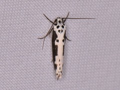 Ethmia semilugens
