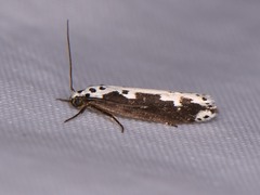 Ethmia semilugens