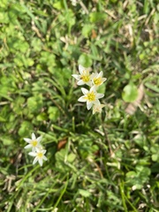Nothoscordum bivalve