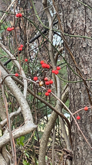 Celastrus orbiculatus