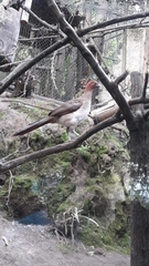 Ortalis erythroptera