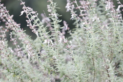 Syncolostemon