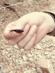 Mysoria affinis
