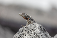 Microlophus albemarlensis