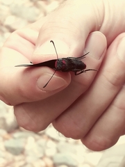 Mysoria affinis