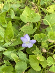 Viola missouriensis