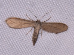 Euacidalia brownsvillea