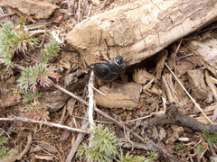 Nyctelia