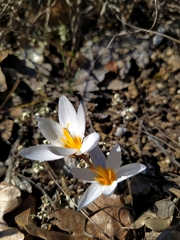 Crocus tauricus