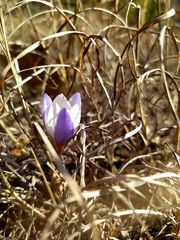 Crocus tauricus