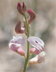 Astragalus ceramicus