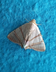 Eulepidotis juncida