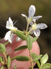 Agathosma planifolia