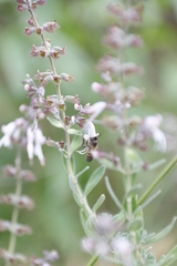 Syncolostemon