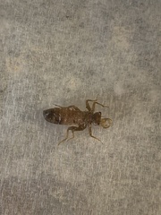 Cordulegaster maculata