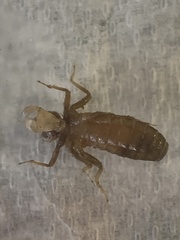 Cordulegaster maculata