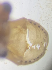 Cordulegaster maculata