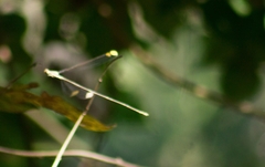 Mecistogaster ornata