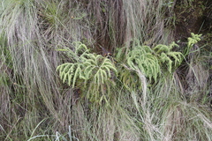 Sticherus umbraculifer