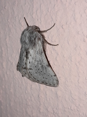 Lycia florentina