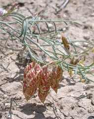 Astragalus ceramicus