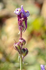 Linaria amethystea