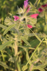 Echium judaeum