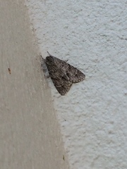 Acronicta