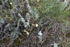Astragalus ucrainicus
