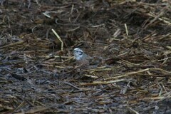 Emberiza