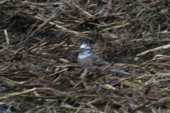 Emberiza