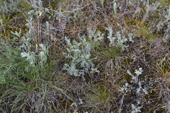 Artemisia santonicum