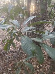 Magnolia grandiflora