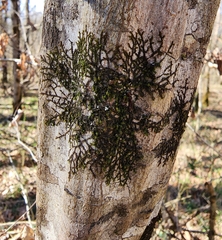 Frullania